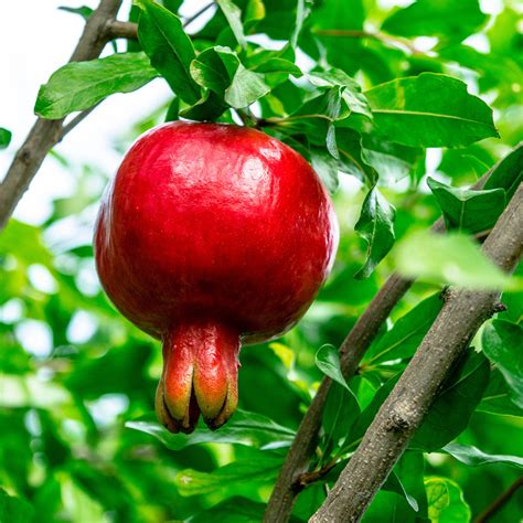 Russian Hardy Pomegranate Tree For Sale Perfect Plants