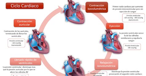 Repaso Anatomía Y Fisiología Cardiovascular Ciclo CardÍaco