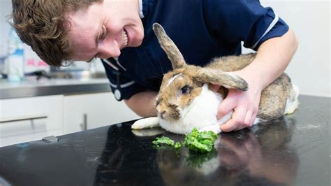 Rabbit Care Advice Rabbit Vaccines Rabbit Health Clent Hills Vets