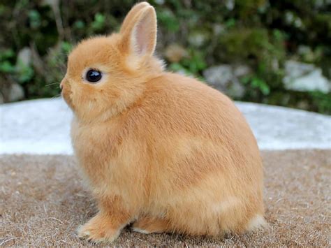 Netherland Dwarf Rabbit Breed Information Care Guide Uk Pets