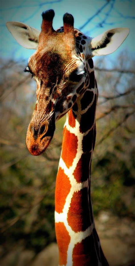 22 Reasons Giraffes Should Be Your New Favourite Animal Artofit