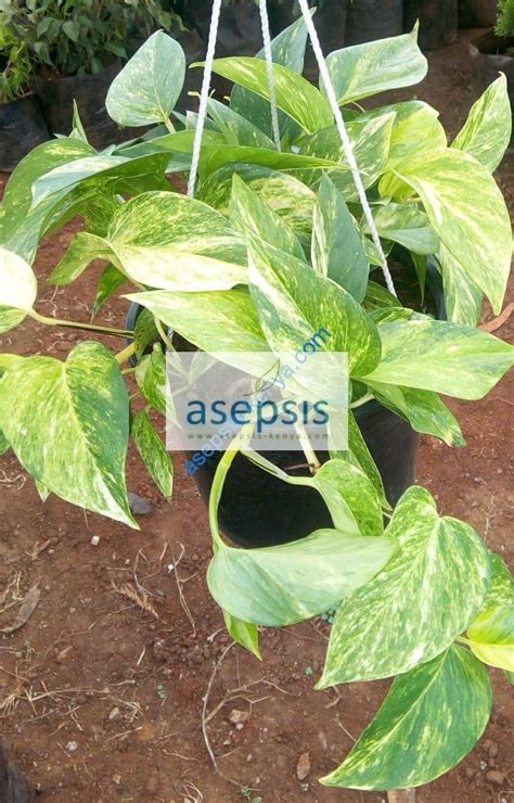 Variegated Money Plant Call 2540792764947 Asepsis Limited