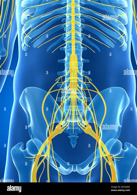 3d Rendered Illustration Of The Male Nerve System Stock Photo Alamy