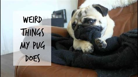 Weird Things My Pug Does Youtube