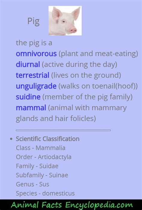 Different Types Of Pigs Breeds