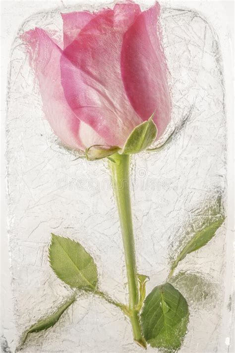 1928 Frozen Pink Rose Flower Stock Photos Free And Royalty Free Stock