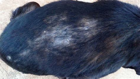 The Most Common Causes Of Bald Spots On Dogs Palos Animal Hospital