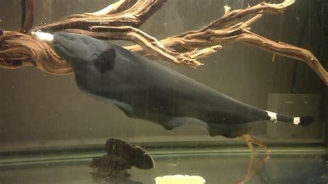 Black Ghost Knifefish Apteronotus Albifrons Youtube
