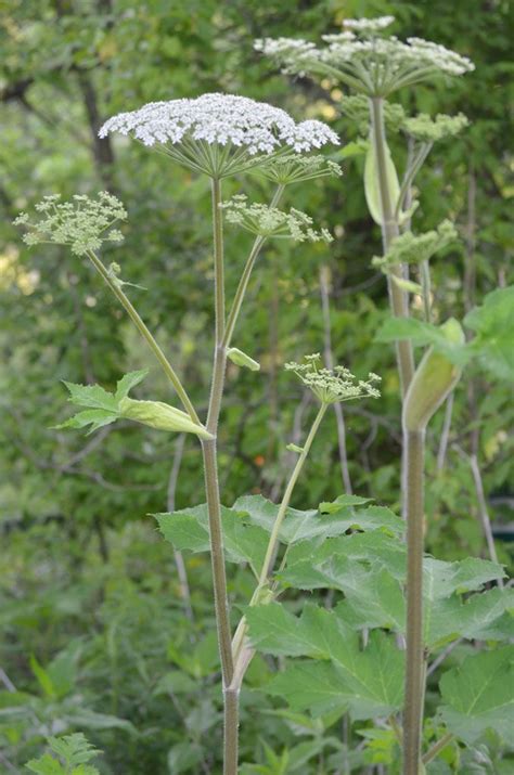 Heracleum Maximum Cow Parsnip Small White Flowers Live Plants