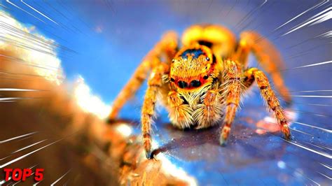 Top 5 Most Dangerous Spiders In The World Youtube