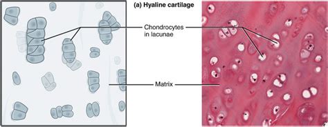 Cartilage Hyaline Elastic Fibrocartilage Teachmephysiology