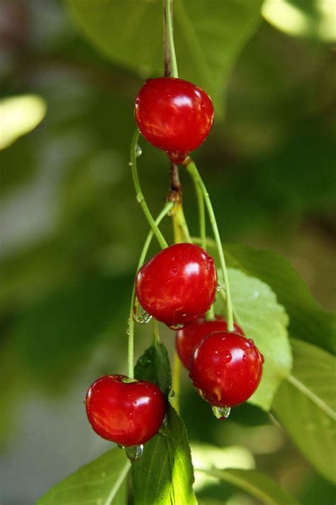 Why Were 30 Million Pounds Of Tart Cherries Left To Rot On The Ground