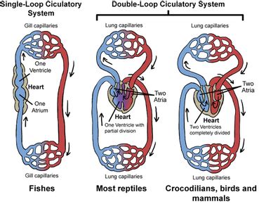 The pumped blood carries oxygen and nutrients to the body, while carrying metabolic waste such as carbon dioxide to the lungs. Circulatory System Overview - Anatomy and Physiology
