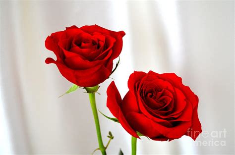 Gallery For Two Roses Images