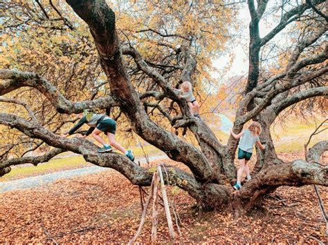 The Ultimate List Of Adelaides Best Climbing Trees Kiddo Mag