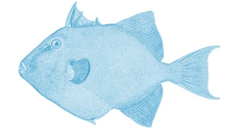 Wildlife Fact Sheets Gulf Of Mexico Gray Triggerfish