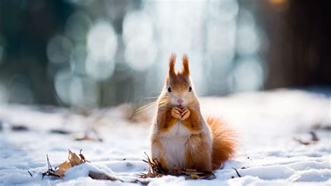 Wallpaper Squirrel Cute Animals Snow Winter 4k