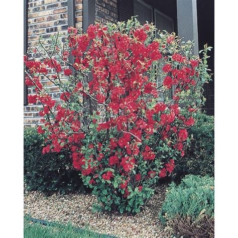 Lowes Red Flowering Quince Flowering Shrub In Pot With Soil In The