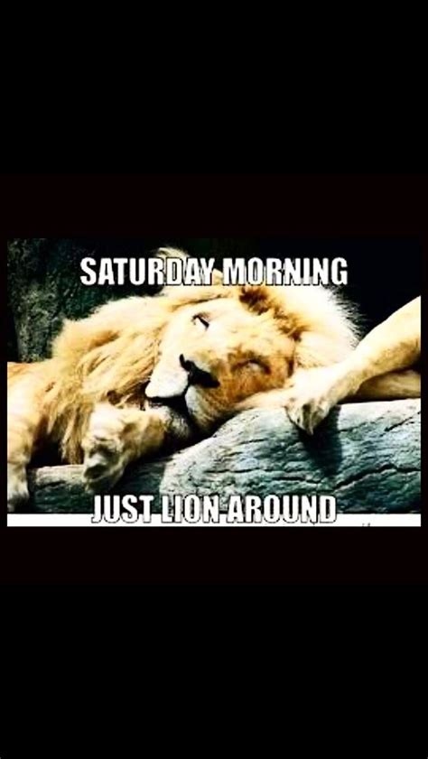 Saturday Morning Lion Laugh Animals Leo Animales Animaux Lions