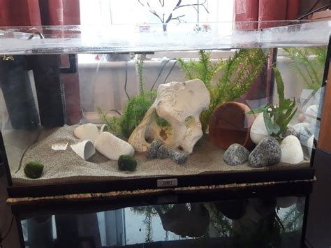 Axolotl Tank 2×1×1 Hidden Tunnels And A Plant Pot Hide Big Enough