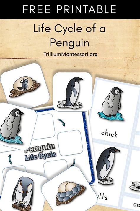 Free Printable Life Cycle Of A Penguin Trillium Montessori