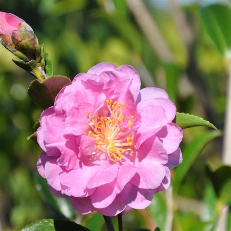 Southern Living Plants Pink Stella Camellia Flowering Bush 2 Gal