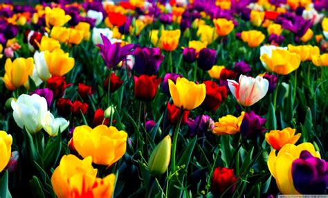 Most Beautiful Spring Wallpapers Top Free Most Beautiful Spring