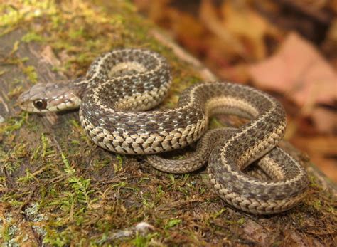 Thamnophis Sirtalis Common Gartersnake Vermont Reptile And