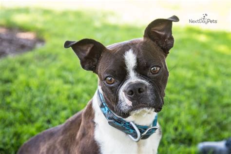 Contact ohio boston terrier breeders near you using our free boston terrier breeder search tool below! Tootsie: Boston Terrier puppy for sale near Youngstown ...