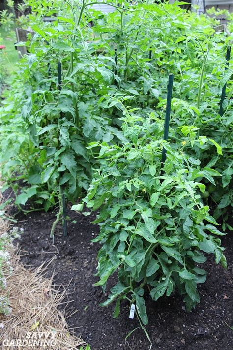 Get expert rhs advice on growing and harvesting tomatoes and eliminating possible pests and diseases. Tomato Growing Secrets for Big Yields and Healthy Plants