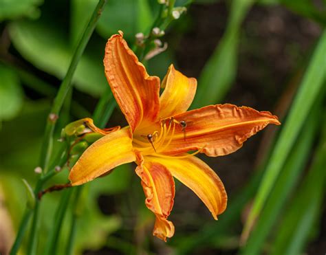 12 Beautiful Types Of Daylilies With Names And Pictures