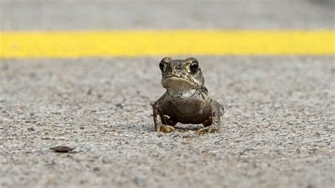 Us National Park Service Begs Visitors Please Stop Licking These Psychedelic Toads Duk News