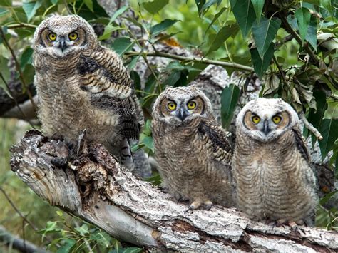 Great Horned Owl Photos And Videos All About Birds Cornell Lab Of