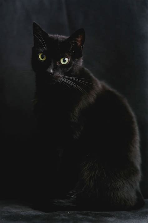 Hd Wallpaper Black Cat On Concrete Pavement Friday 13 Hypnosis Look