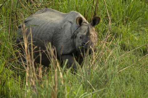 No Rhinos Poached In Nepal For Past Two Years
