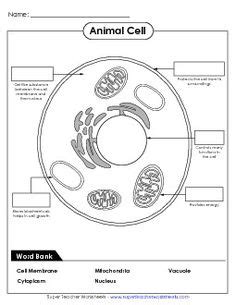 Maybe you would like to learn more about one of these? Cell Parts Diagrams | Dallas | Science cells, Plant ...