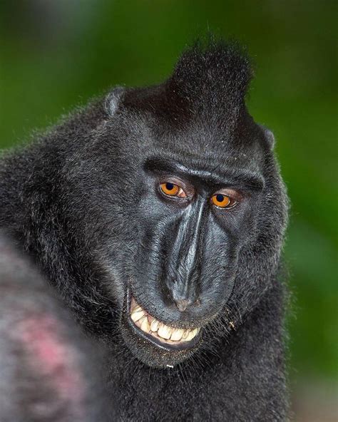 Bbc Earth On Instagram Wanna Hang Earthcpture By Mogenstrolle The Crested Black Macaque