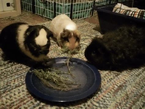 Guinea pigs can eat bread, but only when it is served in moderation. Cavy Savvy: A Guinea Pig Blog: Can Guinea Pigs Eat Thyme?