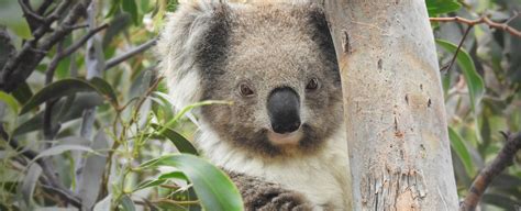 The Curious Sex Tales Of The Koala Wild Koala Day May 3 Australian Wildlife Journeys