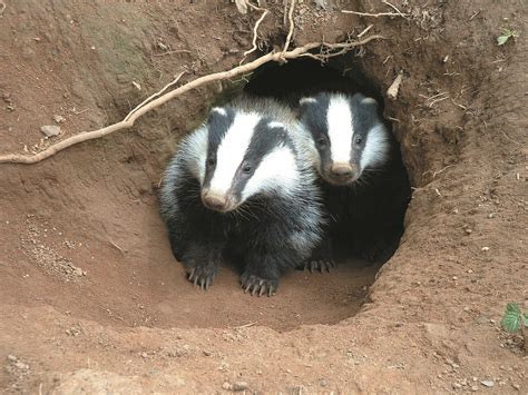 Plans To Cull Badgers In Northern Ireland Rejected By Court Born Free