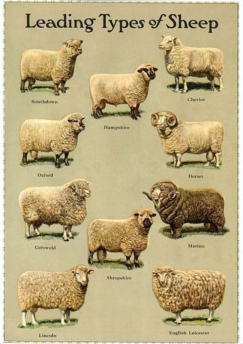 A1 Poster Types Of Sheep Sheep Breeds Sheep Farm Sheep