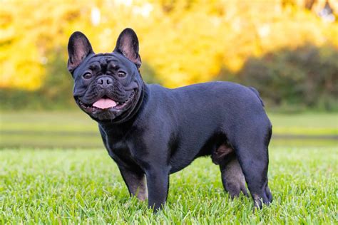 Black French Bulldog Appearance Genetics Pictures And Facts