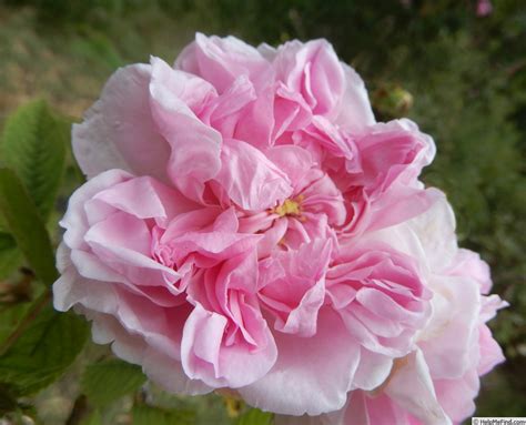 autumn damask rose photo