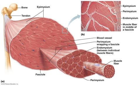 Muscle Fibers The Difference Between Fast And Slow Twitch Muscle Fibers