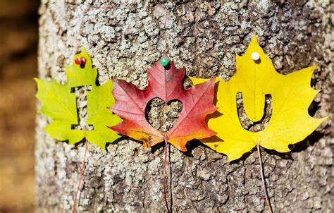 Wallpaper Autumn Leaves Love Tree Heart Colorful Love I Love You