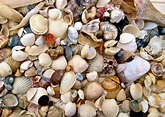 Shell Identification Day - museumplanetarium.org