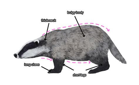 How To Draw Animals Wolverines Badgers Otters And Martens