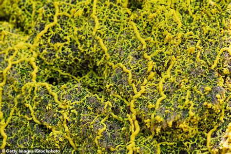 Single Celled Slime Mold Has No Brain Or Nervous System But Remembers