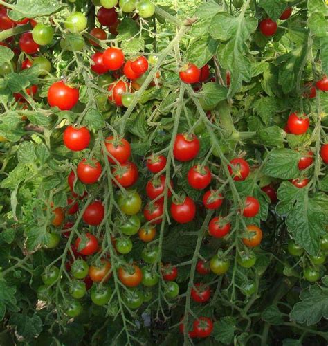 Tomato Sweet Million Flaura N Company Greenhouse