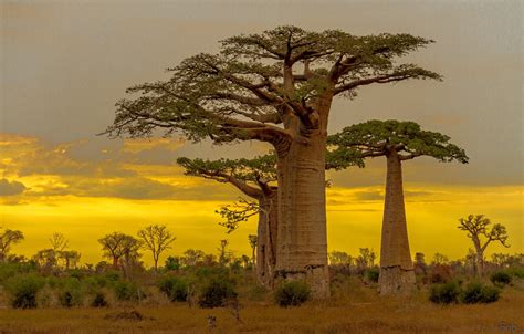 Wallpaper Baobab Glow Madagascar Images For Desktop Section пейзажи